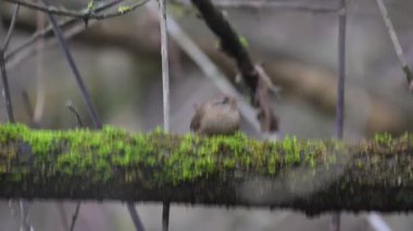 Wren bahçede poz veriyor ve dönüyor