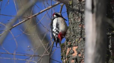 Büyük benekli ağaçkakan kışın ağaçta yiyecek arar..