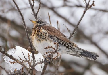 Bir tavuk kışın bir ağaç dalına oturur..