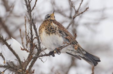 Bir tavuk kışın bir ağaç dalına oturur..
