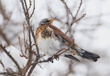 Bir tavuk kışın bir ağaç dalına oturur..