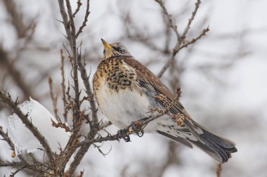 Bir tavuk kışın bir ağaç dalına oturur..