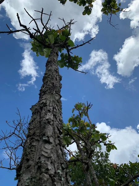 Blick Auf Den Großen Baum Unter Dem Himmel — Stockfoto