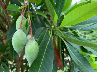 Malabar meyvesinin odak görüntüsü