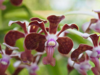 Yeşil bulanık arkaplanda kırmızı orkide