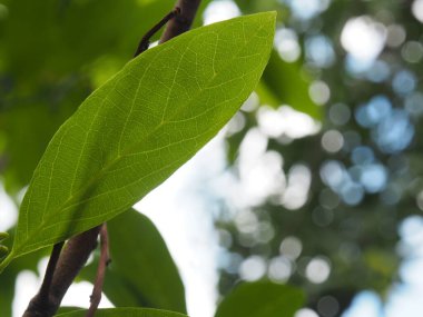 Castard yapraklarının bulanık arkaplanı
