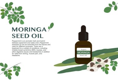 Tıbbi tedavi vektörü ep02 'deki temel yağ çıkarma için moringa bitkisi.