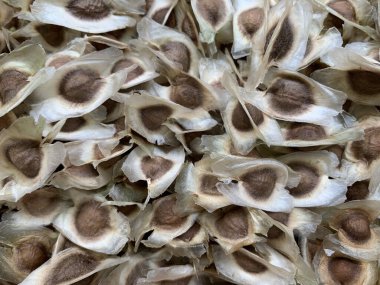 Kuru moringa tohumları veya bitkisel ilaç tedavisi geçmişi