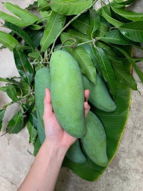 Hand pick fresh mango fruit
