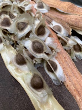 Moringa tohumunun dikey görüntüsü.