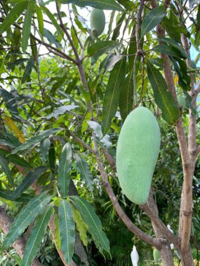 Ağaç çiftliğinde çiğ mango.