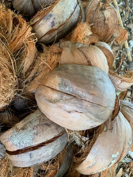 Set Dried Coconut Background — Fotografia de Stock