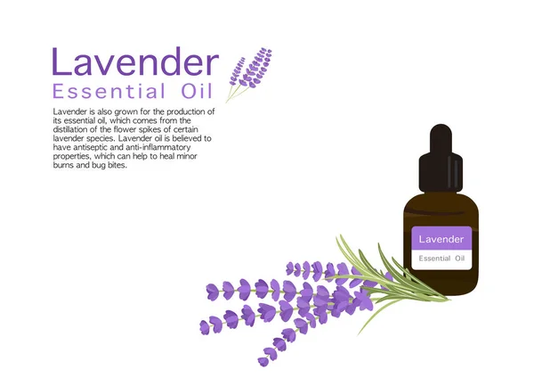 Lavender Herb Vector Isolated White Background Ep01 — Stock Vector
