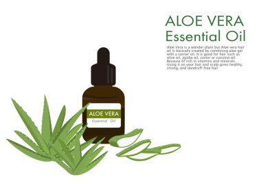 Aloe vera bitki vektörü beyaz arkaplan ep03 'ünde izole edildi