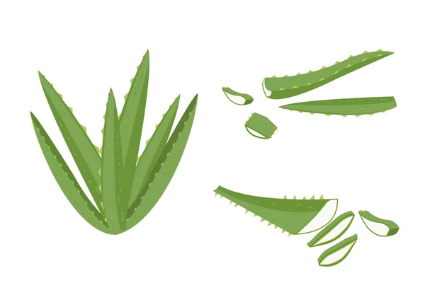 Aloe Vera Objeto Ervas Para Tratamento Médico Vetor Ep05 — Vetor de Stock