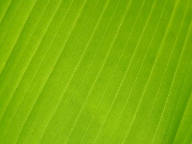 Yeşil muz yaprağı dokusu