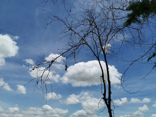 Dead Tree Blue Sky Cloud Abstract Background — Stock Photo, Image