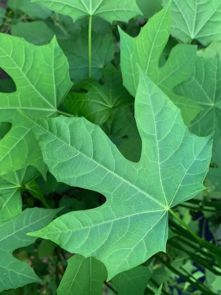 夏雅或仙人掌属草本植物 — 图库照片