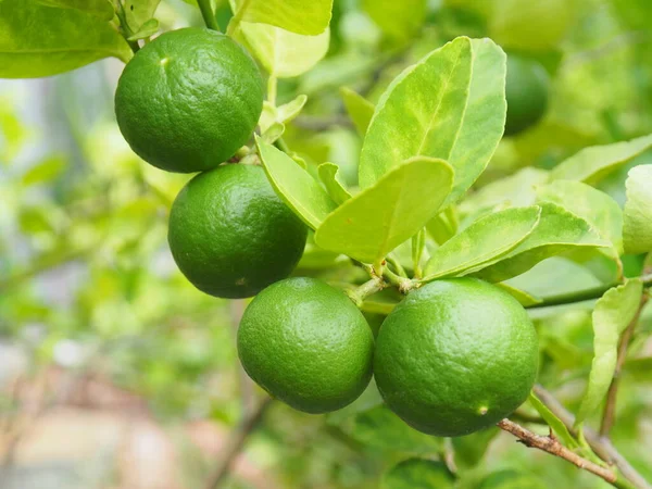 Grupo Limones Frescos Hierba Oscilante Citrus Aurantifolia Árbol — Foto de Stock