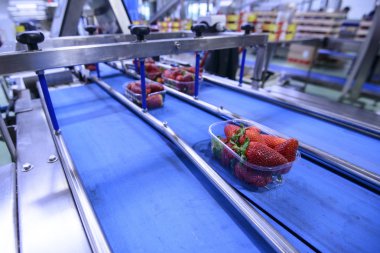 Konveyör bant üzerinde çilek