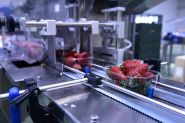 Konveyör bant üzerinde çilek