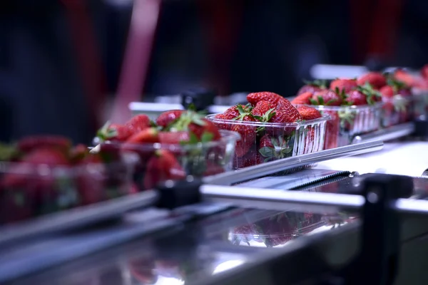 Strawberries on conveyor belt — Stock Photo, Image