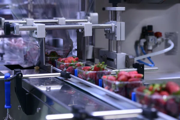 Strawberries on conveyor belt — Stock Photo, Image