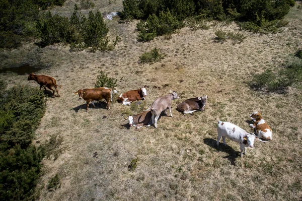 Grupo Vacas Campo Alpino — Fotografia de Stock