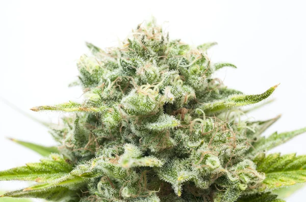 Bush of cannabis — Stock Photo, Image