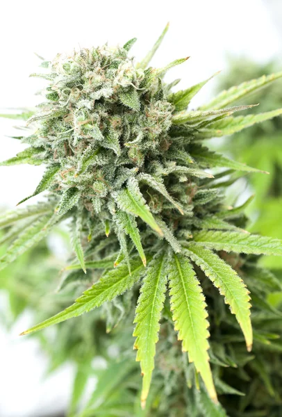 Cannabis im Busch — Stockfoto