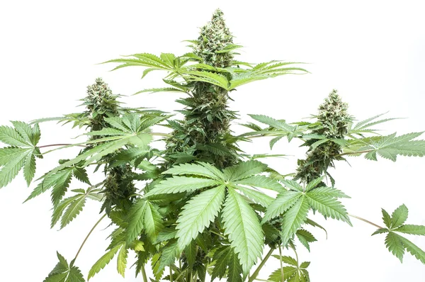 Cannabis im Busch — Stockfoto