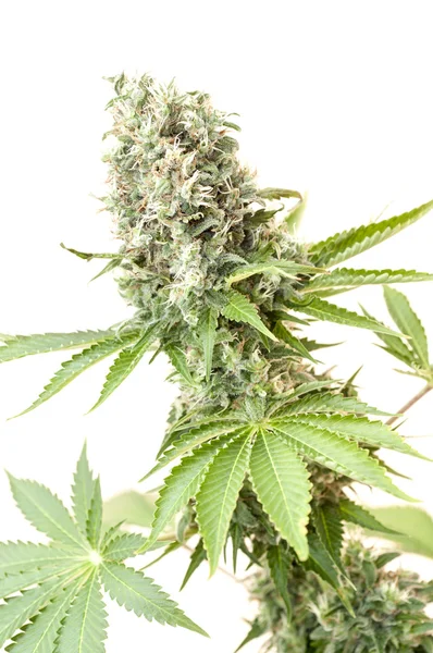 Bush de cannabis — Fotografia de Stock