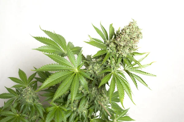 Cannabis im Busch — Stockfoto