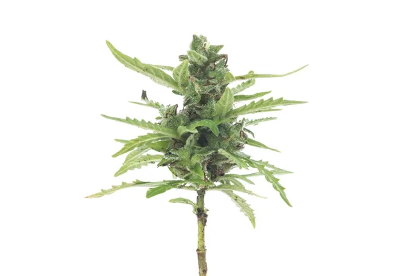 Bush of cannabis — Stock Photo, Image