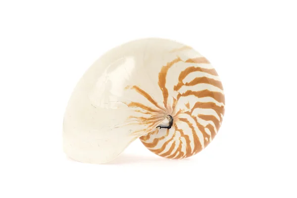 Nautilus coquille isolée sur blanc — Photo