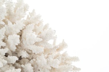 White coral isolated on white clipart