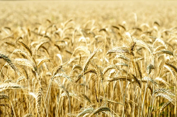 Fields of wheat — Stock Photo, Image