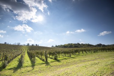 gün batımında bağ