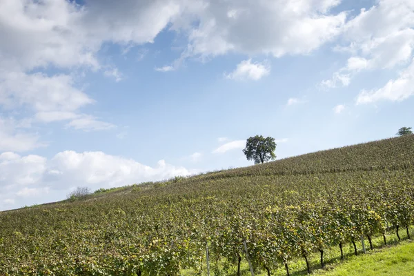 Vignoble au coucher du soleil — Photo