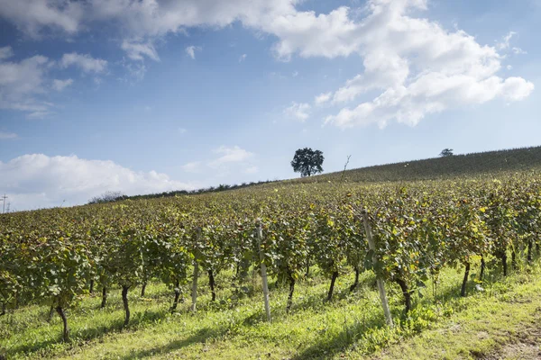 Vineyard at sunset — Stock Photo, Image