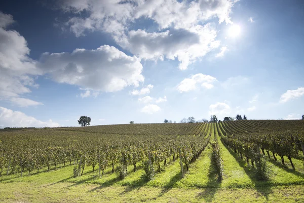 Vignoble au coucher du soleil — Photo