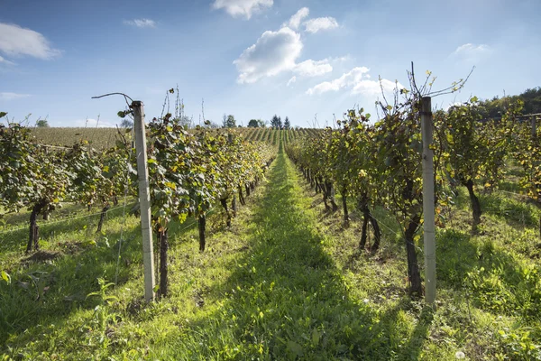 Vignoble au coucher du soleil — Photo