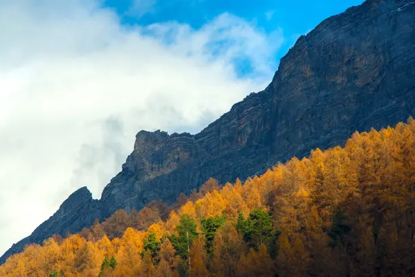 阿尔卑斯山黄松树 — 图库照片