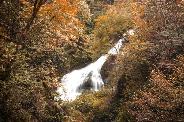 Floresta de outono com rio — Fotografia de Stock