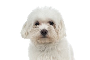 Malta üzerine beyaz izole köpek