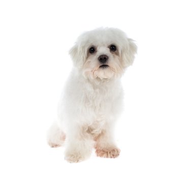 Malta üzerine beyaz izole köpek