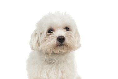 Malta üzerine beyaz izole köpek