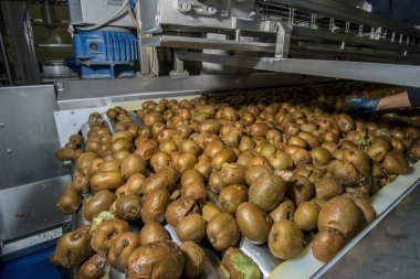 Kivi Konveyör bant üzerinde