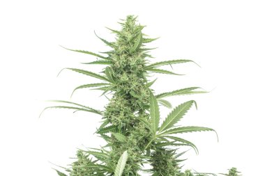 Bush beyaz izole esrar