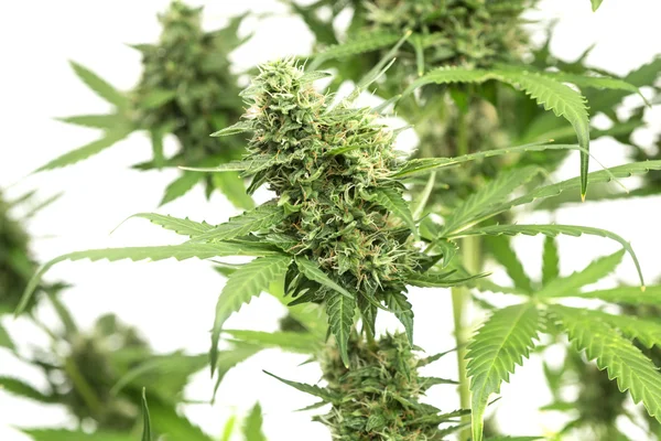 Strauch von Cannabis isoliert auf weiß — Stockfoto
